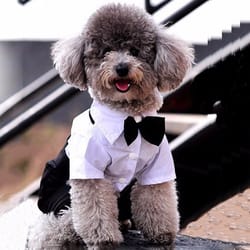 dog suit and bow tie outfit dresss