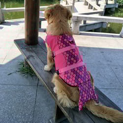 dog life jacket