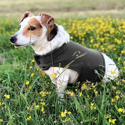 anti-anxiety dog vest