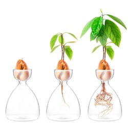transparent glass avocado seed starter vase, plant growing kit for gardening enthusiasts