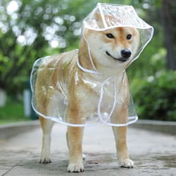 transparent dog raincoat