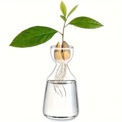 avocado seed starter transparent glass vase