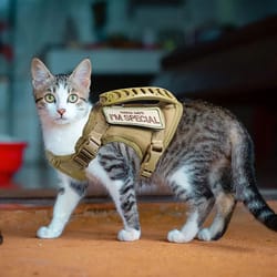 tactical cat harness escape proof adjustable pet vest with handle breathable mesh