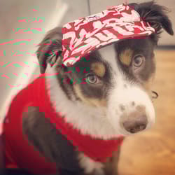custom made machiko dog hats... adorable!