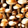 Edible Mushrooms.jpg