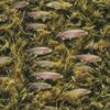 Rainbow Trout Camouflage.jpg