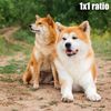 01_akita&shbu1x1.jpg