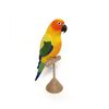 Sun conure2.jpg