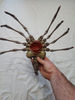 facehugger9.jpg