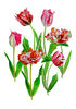 Poster Background with tulips4-031 A4 size_1.JPG