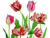 Poster Background with tulips4-031 A4 size_3.jpg