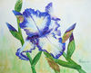 White Blue Iris_29x24_1.jpg