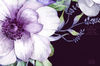 Anemones_05.jpg