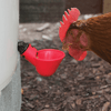 watercupsforchickens1.png