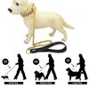 dog_leash_golden_21.jpg