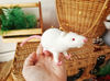 White rat with red eyes toy. Soft toy mouse nature