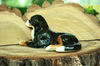 souvenir Bernese Mountain Dog