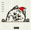 Christmas-Pomeranian-Spitz-with-Santa-hat-1.jpg