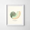 vintage-sea-shell-nautilus-pompilius-poster-prints-color-2.jpg