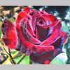 Blooming burgundy rose.jpg