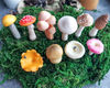 mushroom terrarium kit.jpg