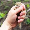 Flying-squirrel-crochet-toy