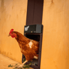 batterypoweredautomaticchickenhousedoor1.png