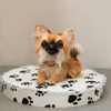 chihuahua_dog_toy.jpg