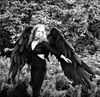 adult wings costume, Maleficent costume, black angel wings, devil wings, crow cosplay wings, , moving wings, movable black wings, large raven wings, black wings