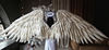 adult wings costume, white angel wings, Halloween wings, Christmas wings, anime cosplay wings, Aziraphale wings, Aion wings, Ikaros wings, Gabriel angel wings, 