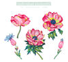 Illustration set anemone flowers painted in oil with large strokes, Floral Clipart PNG and patterns.jpg