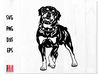 Dog Rottweiler svg 1.jpg