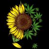 Sunflower  (136).jpg