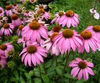 Echinacea617.jpg