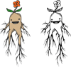 mandrake2.png