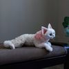 Whitedevonrex.jpg