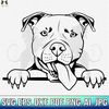 MR-228202321107-pitbull-svg-american-pit-bull-svg-pitbull-clipart-pitbull-image-1.jpg