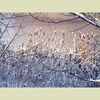 winter_snowy_river_photography_art_print_mms1.JPG