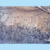 winter_snowy_river_photography_art_print_mms3.JPG