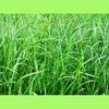 green_grass_aesthetic_nature_photography_art_print_ms2.JPG