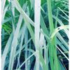 blue_grass_nature_artistic_phtography_art_print_ms5.JPG