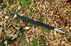 ANDURIL Sword of Strider, Custom Engraved Sword, LOTR Sword, Lord of the Rings King Aragorn Ranger Sword, Strider Knife,