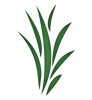 Seaweed (1).png