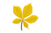 Autumn leaf embroidery design, fall leaves (7).jpg