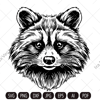 raccoon imv.jpg