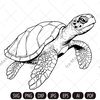 turtle imv.jpg
