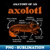 BX-20231104-1706_Anatomy of an axolotl axolotls lover 2417.jpg