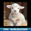 QR-8516_Cute Baby Sheep - Cute Baby Animals 7566.jpg