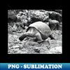 NQ-34305_vintage photo of galapagos tortoise 3054.jpg