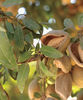 almond-tree.jpg